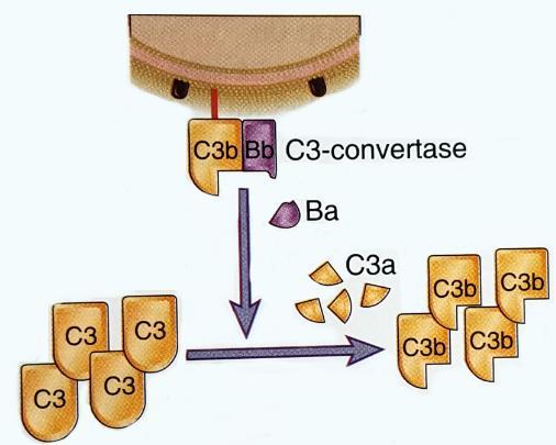 O complexo C3bBb é a convertase para C3, produzindo C3b