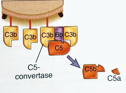 O complexo C3bBbC3b é a convertase