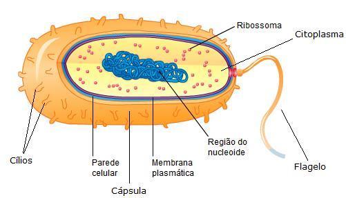 NÚCLEO: FUNÇÃO E ESTRUTURA Distingue uma célula procariótica