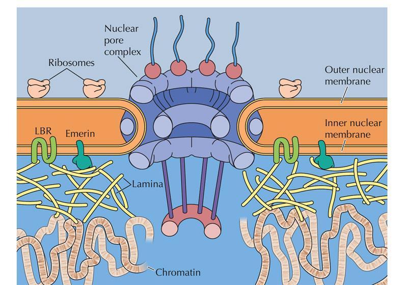 INVÓLUCRO NUCLEAR Duas membranas nucleares Invólucro Nuclear Lâmina Nuclear