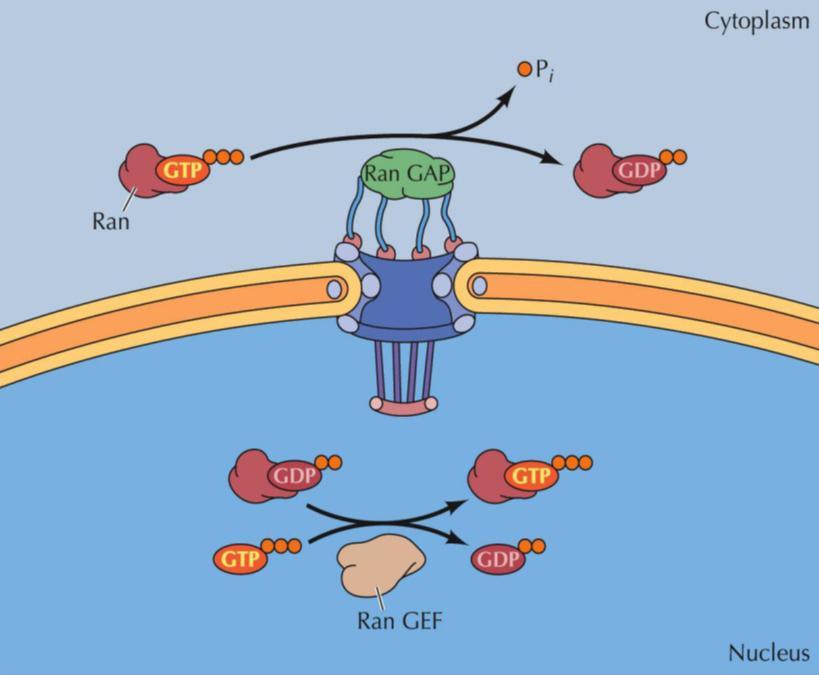 TRANSPORTE NÚCLEO CITOPLASMA DE PROTEÍNAS GRADIENTE RAN GDP/ RAN GTP No Núcleo: uma proteína chamada Ran GEF estimula o Ran GDP a