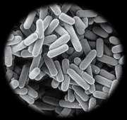 Lactobacillus, Clostridium,