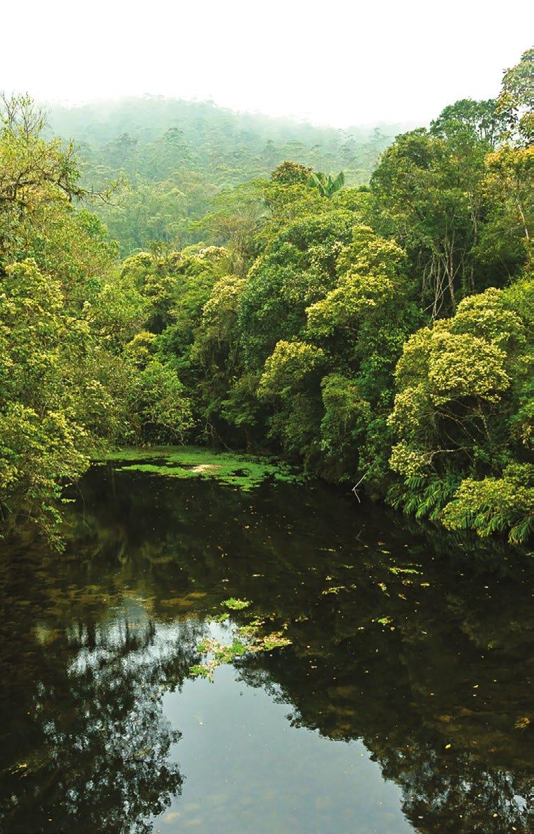Recuperação florestal Os investimentos que realizamos na recuperação de áreas degradadas e na preservação e gestão de remanescentes da vegetação nativa fazem parte da nossa estratégia para os