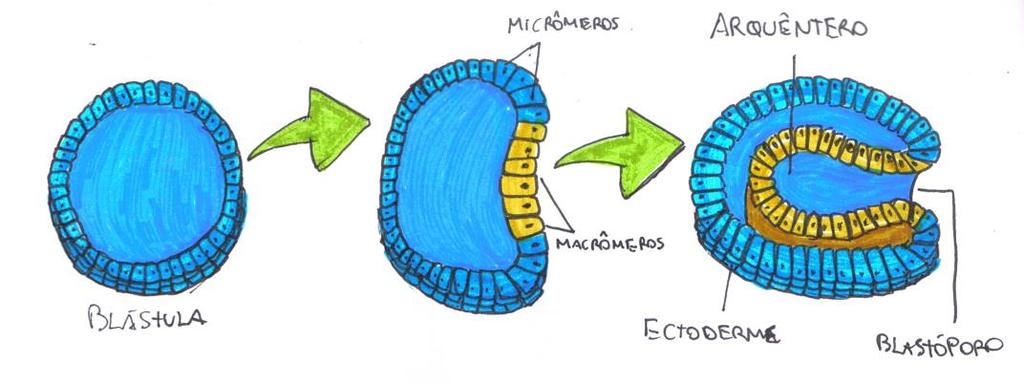 endoderme. A ectoderme é a camada mais externa e a endoderme é a mais interna.