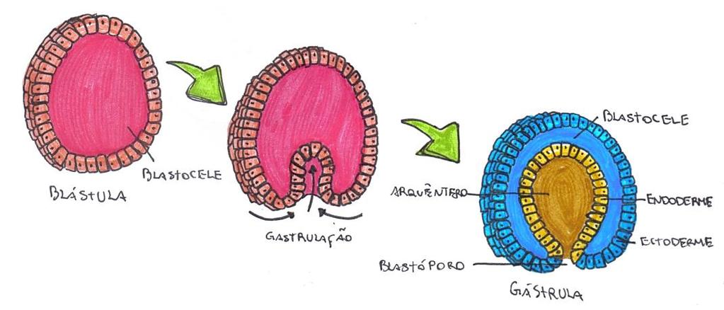 O processo de invaginação anterior leva os micrômeros a ficarem na parte mais externa da célula, compondo a ectoderme.