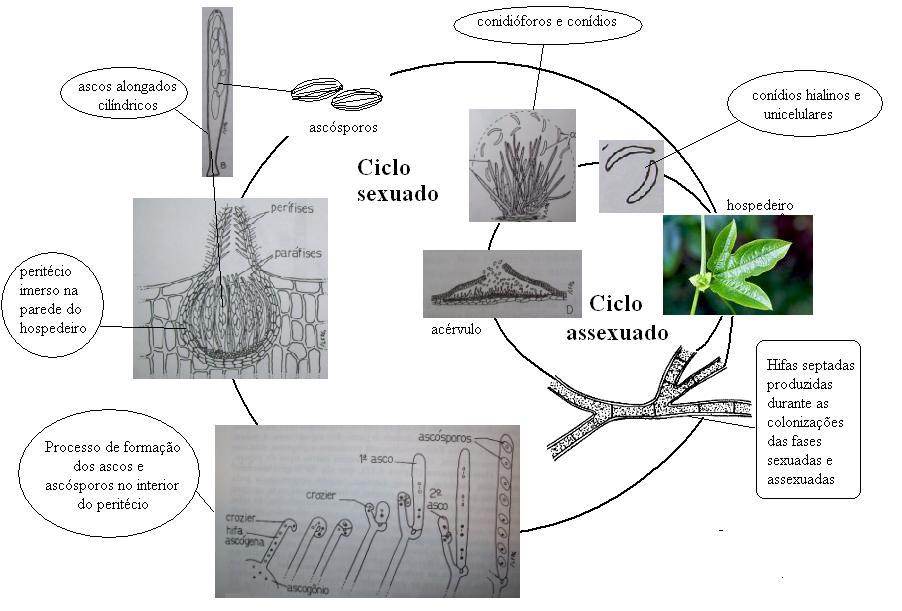 Figura 1 Ciclo de vida do Colletotrichum gloeosporioides (Krugner et al., 1995). 4.1.2 Epidemiologia O agente causal sobrevive em folhas infectadas caídas ou em outras plantas hospedeiras vizinhas dos pomares.