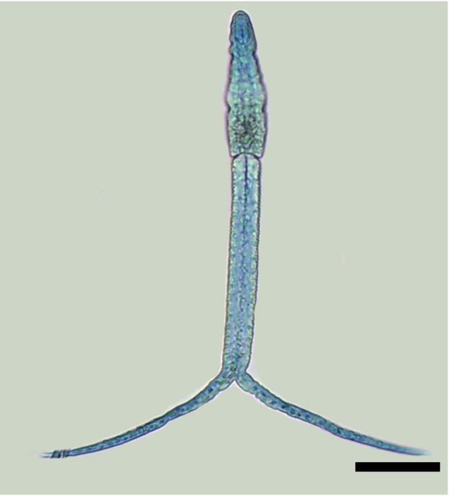 a b FIGURA 23- Strigeidae gen. sp.