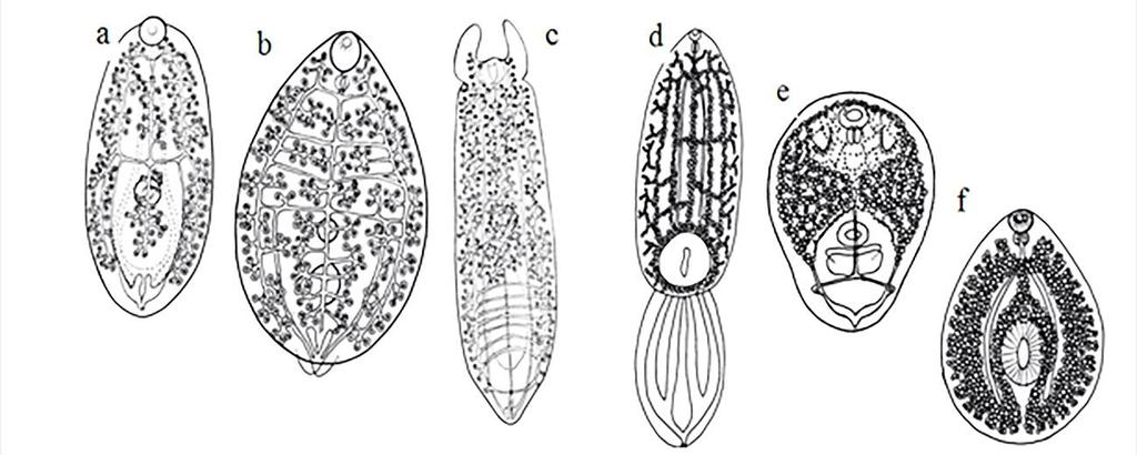 FIGURA 4- Tipos de metacercárias presentes em espécies pertencentes à superfamília Diplostomoidea. a-c Diplostomulum, d. Neascus, e. Prohemistomulum. f. Tetracotyle (Modificado de NIEWANDOSKA, 2002a).