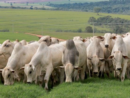 Utilizar touros de alto valor genético torna-se fundamental em qualquer projeto de pecuária.