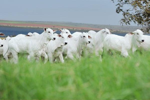 pastagem, produzindo mais em menos tempo e menor espaço físico, reduzindo custos e impulsionando lucros. Isso é produzir com respeito à natureza; Sr.