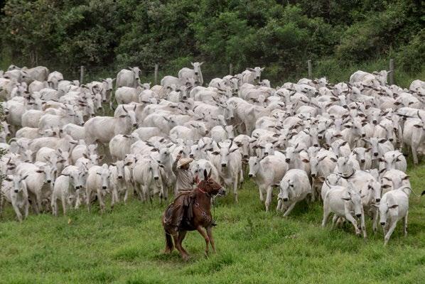 É mãe de vários Campeões e Campeãs nas pistas mais pesadas, como Andaluza 7, Bérgamo 10 e Thamara FIV Integral.