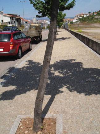 Planeamento e Gestão de Parques Arbóreos Urbanos A responsabilidade de gestão do parque arbóreo da cidade de Bragança cabe à Divisão do Ambiente da Câmara Municipal de Bragança, e as suas