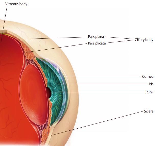 Existem no olho dois compartimentos principais: um grande, posterior ao cristalino, e um, muito mais pequeno, anterior ao cristalino.