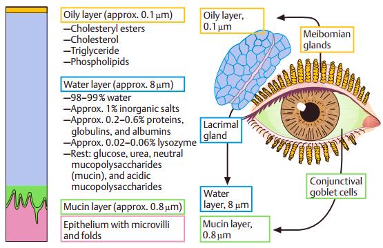 Figura 1.4 Camadas do filme lacrimal. (Fonte: Adaptado de Lang G. Ophthalmology. A Pocket Textbook Atlas. USA: Thieme 2007. ISBN: 9781588905550) 1.