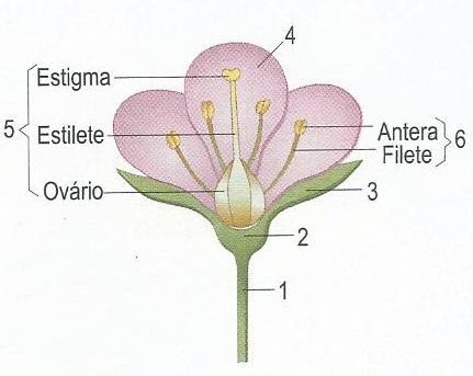 Faz a ligação da raiz aos outros órgãos da planta. Permite as trocas gasosas com o meio. ÓRGÃO DA PLANTA 3. Nas plantas com flor, é este o órgão que assegura a continuidade da espécie. 3.1.