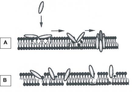 por Bruno e Montville (1993). A força próton-motriz está relacionada com um grande número de processos de membrana que envolvem dispêndio energético.