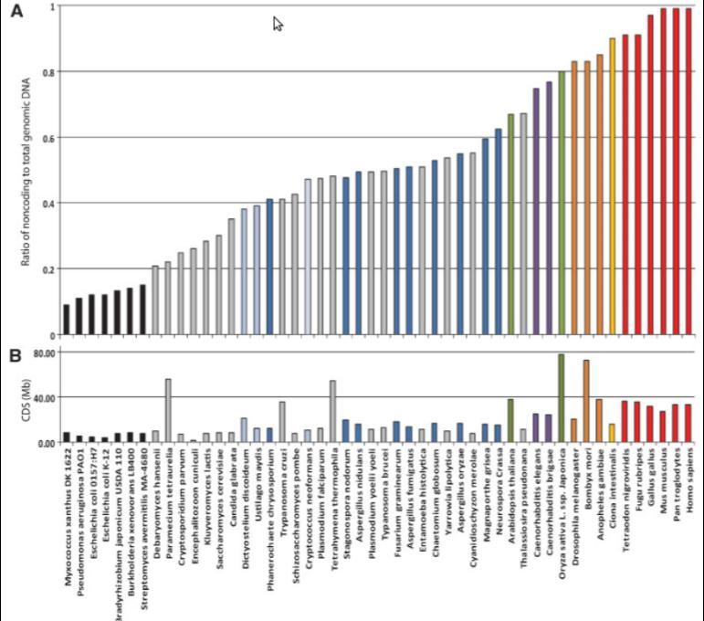 Complexidade: CDS x ncrnas