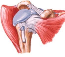 (labrum) Sinoviais menisco disco Vista