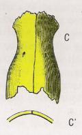 Fibrosa Sutura Sindesmose Gonfose Osso nasal (vista anterior)