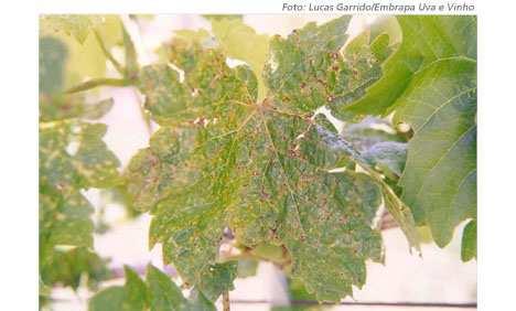 Folha com sintomas de escoriose A erradicação visa à eliminação completa de um patógeno do vinhedo, sendo