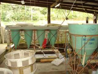 4 Produção Comercial de Alevinos de Matrinxã na Amazônia Ocidental Foto: Gilvan Coimbra Martins ovos onde era possível contar ovos brancos (ruins) e transparentes (bons), repetindo esse procedimento