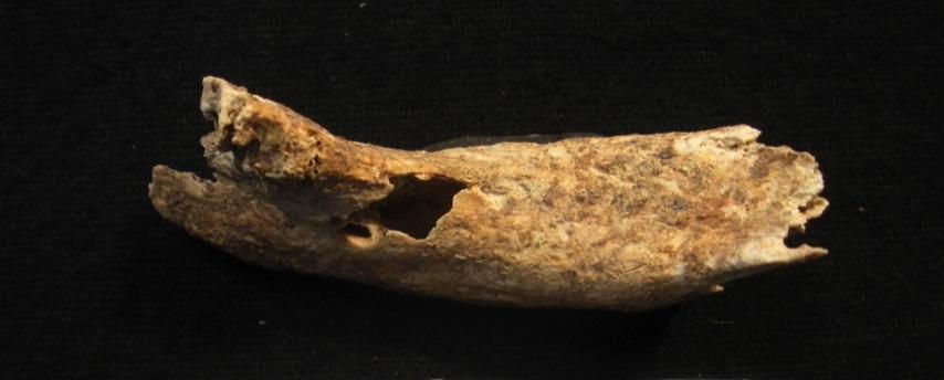 feminino assenta somente na gracilidade dos ossos longos preservados (MVO2.10205.3; MVO2.10205.8).