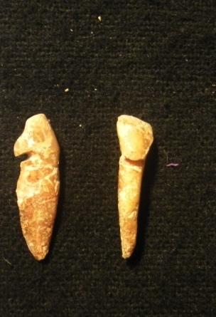 Figura 6.13 - Dentes incisivos laterais superiores da UE 10200, possivelmente pertencentes ao indivíduo 10205, com evidências de uso não mastigatório (fossa 102, Monte do Vale do Ouro 2).