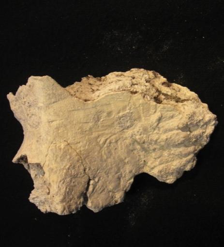 Na UE 6701 da mesma estrutura foram encontrados alguns fragmentos soltos de tíbia e fémur esquerdos que poderão pertencer ao enterramento 6703.
