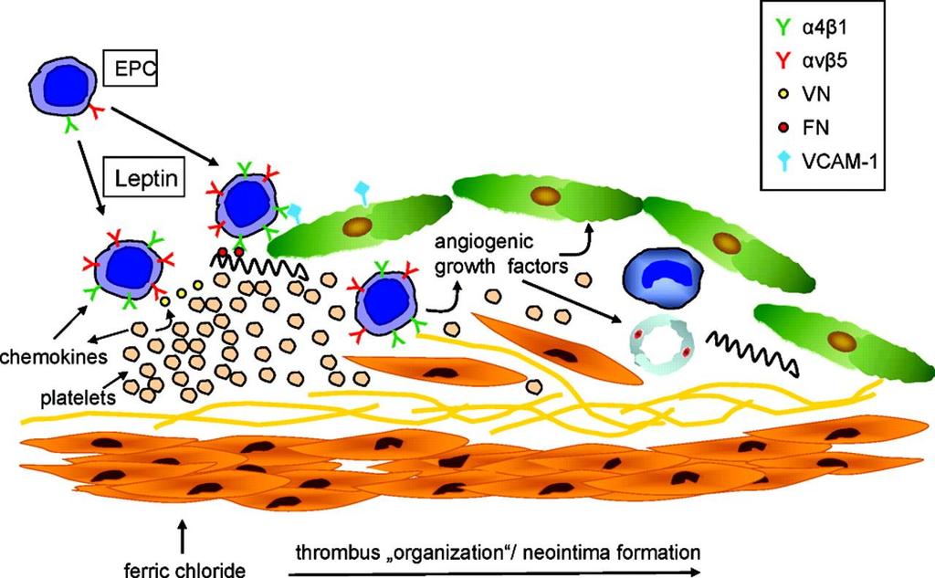 Iwakura A et al. Circulation 2003;108: 3115 3121. Giannotti G et al. Hypertension 2010; 55(6): 1389 1397.