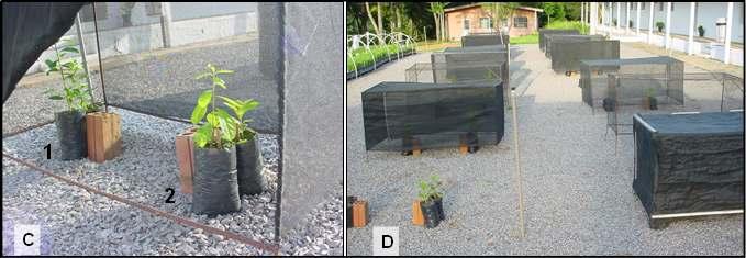 apresentando clorose, necrose e queda de folhas (B); (C) disposição das plantas dentro das