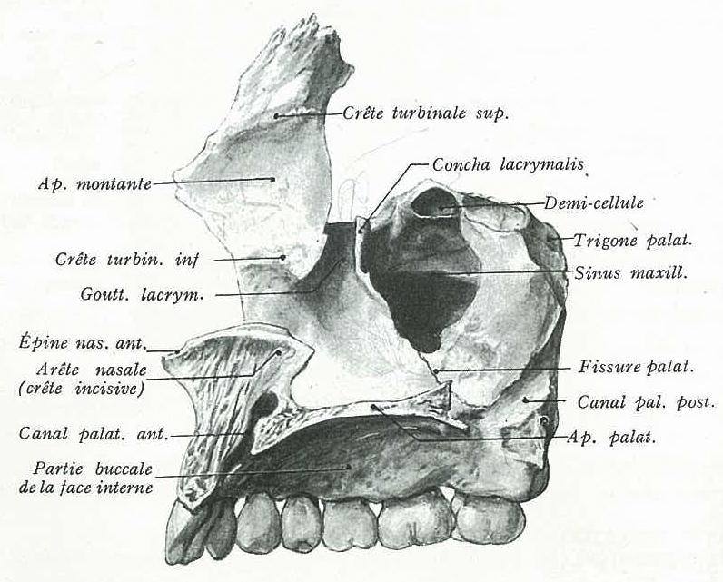 1997. Figura 2: Relações anatómicas