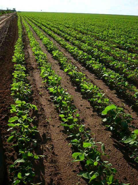 Perspectivas para agricultura e para pecuária