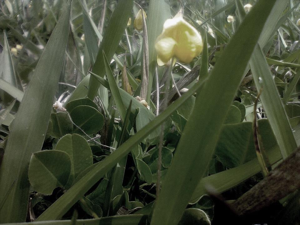 Contribuição das leguminosas em pastagens Aumentar a sustentabilidade do negócio Aumento da longevidade da pastagem Aumento na rentabilidade do