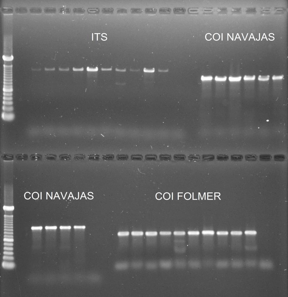64 4.2 Caracterização molecular O protocolo de extração utilizado foi adequado para obtenção de DNA em quantidade e pureza necessários para os procedimentos de amplificação e sequenciamento.
