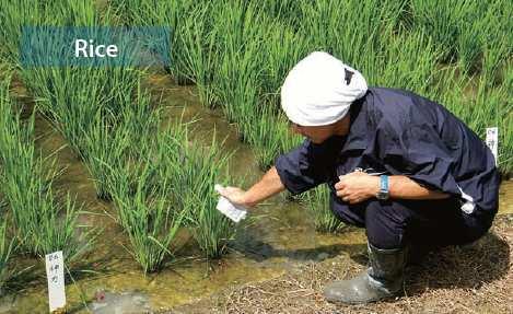 Métodos de utilização da medida indireta no manejo da adubação Valor crítico (único no ciclo) Comparação entre a adubação nitrogenada realizada por produtores de arroz e a adubação baseada na leitura