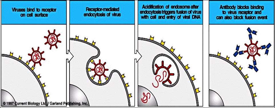 Fig.- Atividade de Anticorpos