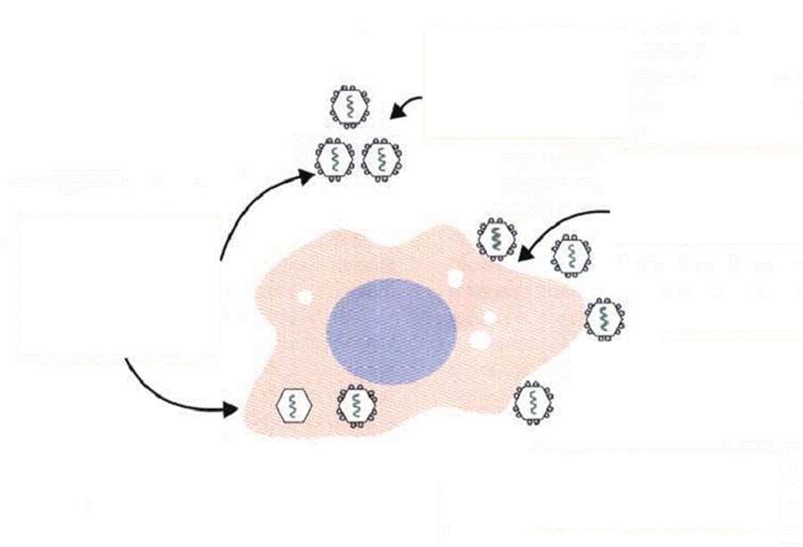 Anticorpos:- Bloqueio da Adsorção Viral (Neutralização) > Fagocitose Anticorpos + S. Complemento:- Citólise Anticorpos + S.
