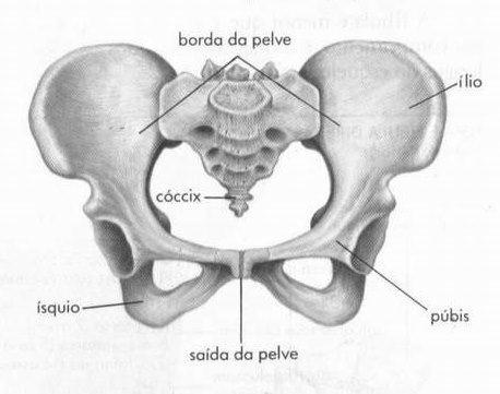 17 4 REVISÃO DE LITERATURA 4.1 ANATOMIA DO ASSOALHO PÉLVICO A pelve feminina é formada por 4 estruturas ósseas sendo os dois ossos íleos, o cóccix e o sacro, com articulações entre si.