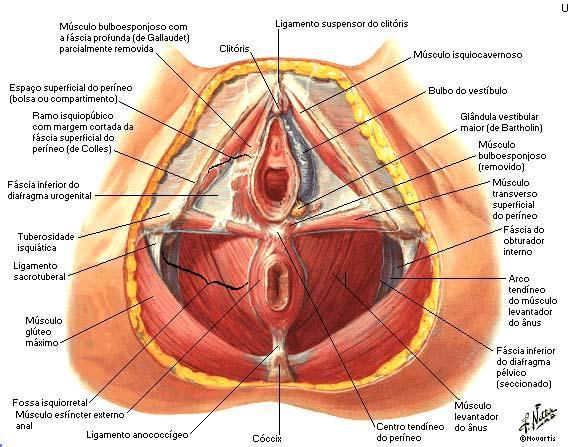 19 O diafragma urogenital (membrana perineal), formado pelos músculos transversos superficial do períneo, transverso profundo do períneo, bulbocavernoso, isquiocavernoso e esfíncteres anal e uretral