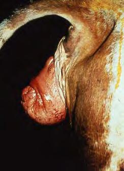 Imagem 35. Prolapso vaginal 46 numa Vaca. Imagem 36. Prolapso vaginal (esquema) 16.