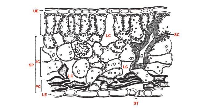 42 Ácaros em cafeeiros Figura 11 - Secção transversal de célula de folha de chá apresentando acúmulo de compostos fenólicos após ataque inicial de Brevipalpus phoenicis FONTE: Kennedy e Waterkeyn