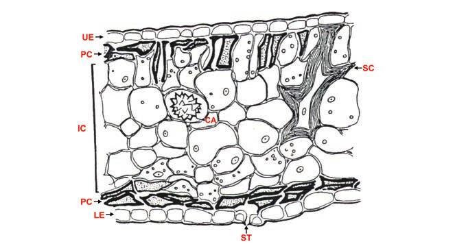 Ácaros em cafeeiros 43 Figura 12 - Secção transversal de célula de folha de chá apresentando acúmulo de compostos fenólicos após severo ataque de Brevipalpus phoenicis FONTE: Kennedy e Waterkeyn