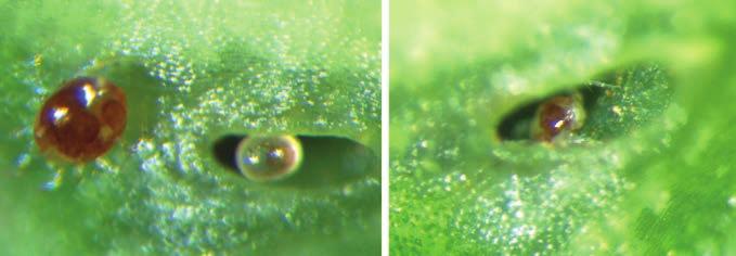 Ácaros em cafeeiros 57 Paulo Rebelles Reis Figura 20 - Fêmea adulta de Iphiseiodes zuluagai (Phytoseiidae) após depositar um ovo dentro da domácia foliar de cafeeiro, Coffea arabica (esquerda), e