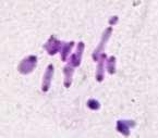 heterocromatina constitutiva com vários blocos dispostos ao longo do cromossomo (Loreto et al., 2008).