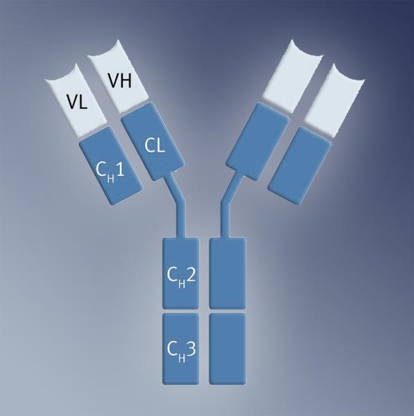 IgG Anticorpos Propriedades Mais abundante (~10 g/l) 3 domínios constantes na cadeia H Monômero: 4 subclasses (Humanos)