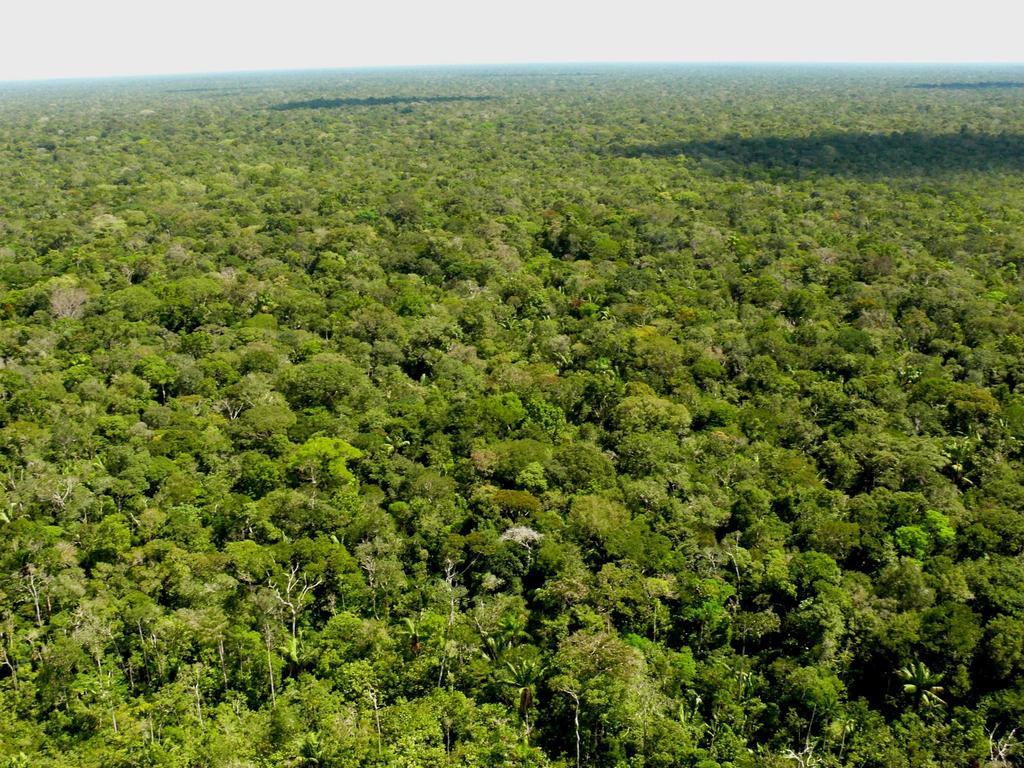 Hipótese: Nossa hipótese é que a estrutura da vegetação e a disponibilidade de insetos influenciam a atividade de Pteronotus parnellii e que a distribuição dos morcegos é diferente