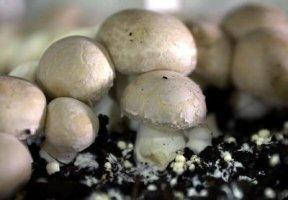 é o caso da Morchella e da espécie Agaricus brunnescens, o