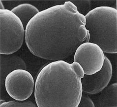 Fungos unicelulares À primeira vista, parece que todo o fungo é macroscópico. Existem, porém, fungos microscópicos e unicelulares.