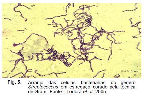 Staphylococcus spp. o Mais de 30 espécies são comensais na pele, trato respiratório superior, urogenital inferior de todos os animais de sangue quente.