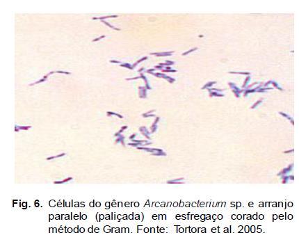 o Gênero Corynebacterium spp.